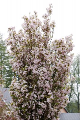 Prunus serrulata 'Amanogawa' - višeň pilovitá - celek